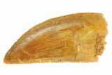 Serrated Raptor Tooth - Real Dinosaur Tooth #332822-1